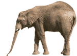 Animated Animal Free Transparent Image HD Clipart