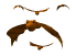 Animated Animal Free GIF HQ Clipart