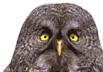 Animated Animal Download Free Image Clipart