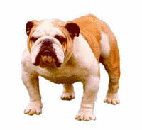 Bulldog Free GIF HQ Clipart