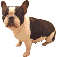 Bulldog Free Transparent Image HD Clipart