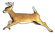 Deer GIF File HD Clipart