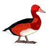 Duck Download HQ Clipart