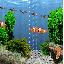 Fish Free HD Image Clipart