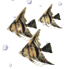 Fish GIF Free Photo Clipart