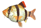 Fish Free Download GIF HD Clipart