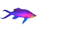 Fish Download Free Image Clipart