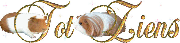 Guinea Pig Free HD Image Clipart