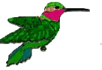 Hummingbird Download HD Clipart