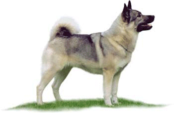 Husky Free Photo Clipart