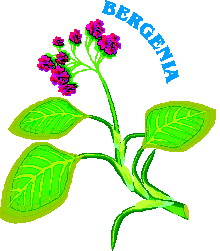 Leaf GIF Free Photo Clipart