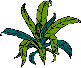 Leaf Free Transparent Image HD Clipart
