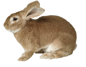 Rabbit Free Photo Clipart