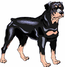Rottweiler Free Download GIF HD Clipart