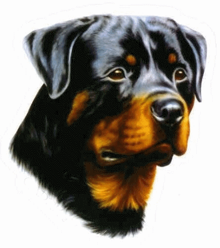 Rottweiler HD Image Free Clipart