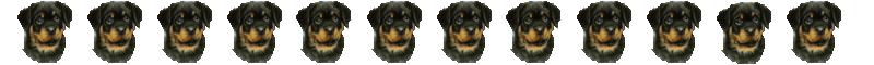 Rottweiler HQ Image Free Clipart